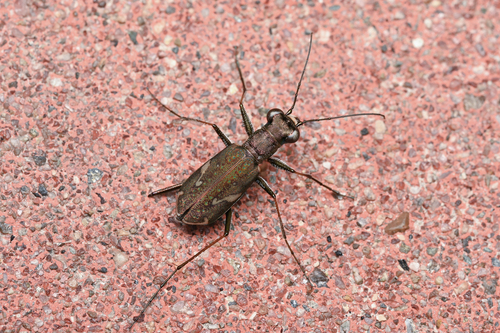 Cylindera obliquefasciata