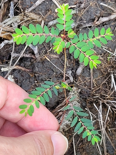 Phyllanthus stipulatus