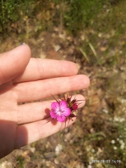 Dianthus capitatus