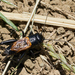 Short-tailed Field Cricket - Photo (c) Tony Iwane, some rights reserved (CC BY-NC), uploaded by Tony Iwane