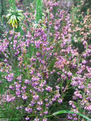 Erica globiceps consors