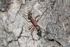 Myrmecia nigriceps