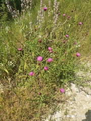 Carduus hamulosus