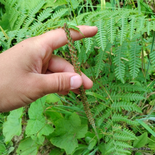 Image of Plantago subnuda by (c) Bryce, some rights reserved (CC BY)