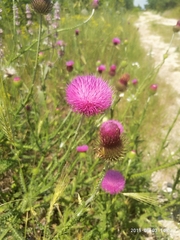 Carduus hamulosus
