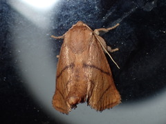 Apoda y-inversa