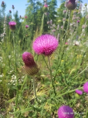 Carduus hamulosus
