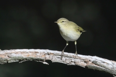 Phylloscopus ibericus