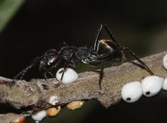 Camponotus suffusus