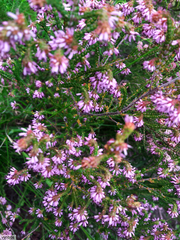 Erica globiceps consors