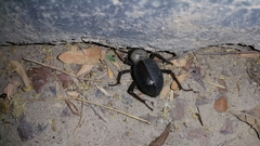 Trachyderma philistina