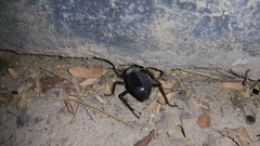 Trachyderma philistina