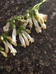 Penstemon oklahomensis