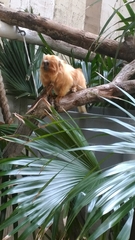 Leontopithecus rosalia