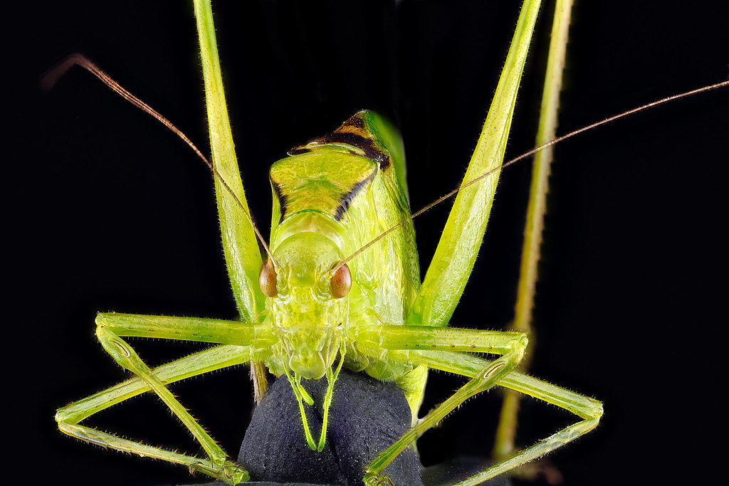 Oblong-winged Katydid from Prince George's County, US-MD, US on July 27 ...