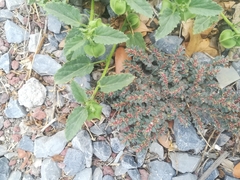 Euphorbia velleriflora