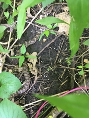 Pantherophis ramspotti