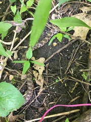 Pantherophis ramspotti