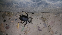 Trachyderma philistina