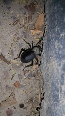 Trachyderma philistina