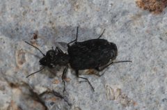Scopodes