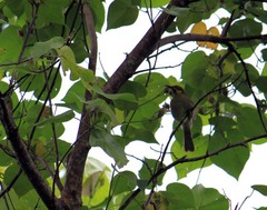 Foulehaio carunculatus