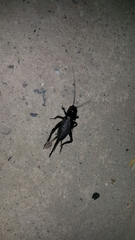 Gryllus bimaculatus