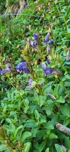 Image of Penstemon cardwellii by (c) Ben Meredyk, some rights reserved (CC BY)