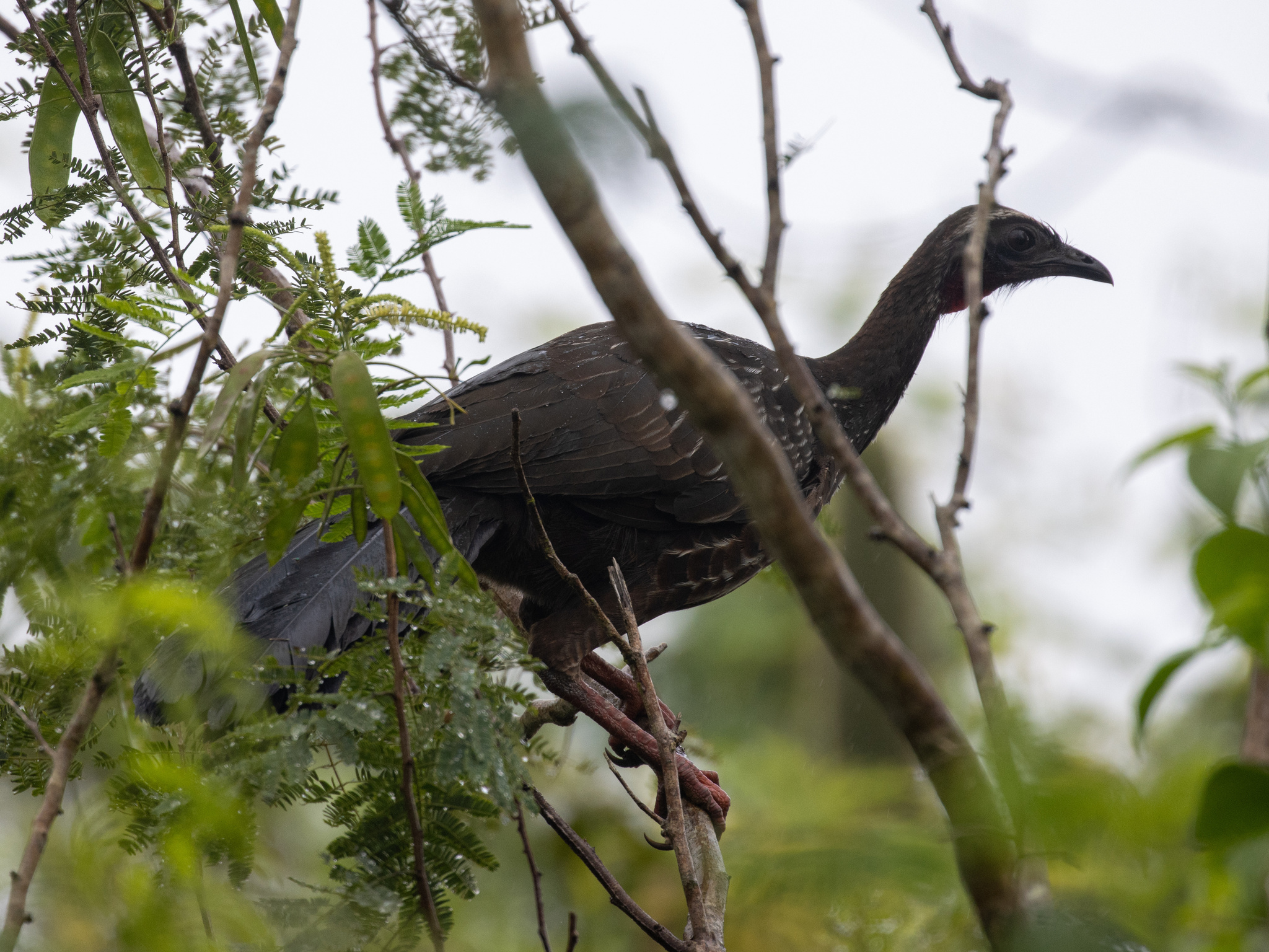White-browed Guan (Penelope jacucaca), photo 6
