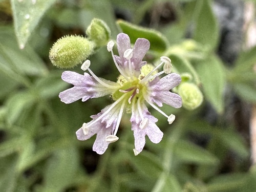 Seely's catchfly (Silene seelyi)