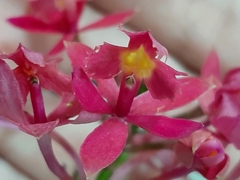Epidendrum puniceoluteum