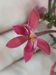Epidendrum puniceoluteum, photograph Daniel Schelesky, CC BY, iNaturalist via GBIF