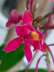 Epidendrum puniceoluteum, photograph Daniel Schelesky, CC BY, iNaturalist via GBIF