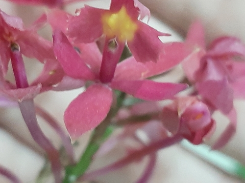 Epidendrum puniceoluteum, photograph 3
