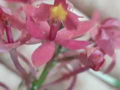 Epidendrum puniceoluteum, photograph Daniel Schelesky, CC BY, iNaturalist via GBIF