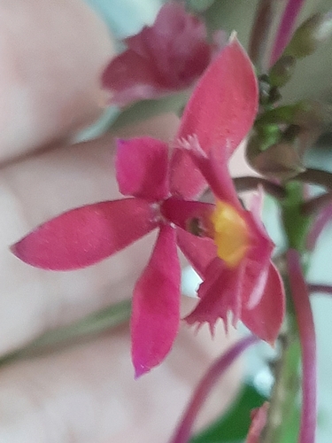 Epidendrum puniceoluteum, photograph 4