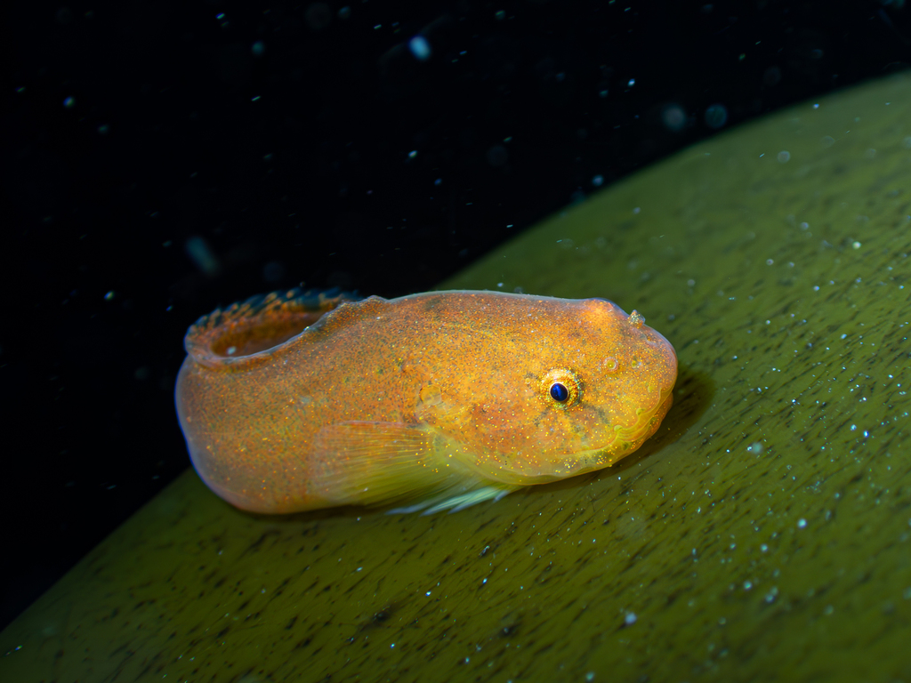 Montagu's Sea-Snail