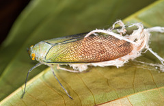 Pterodictya reticularis