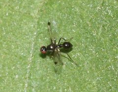 Parapalaeosepsis plebeia