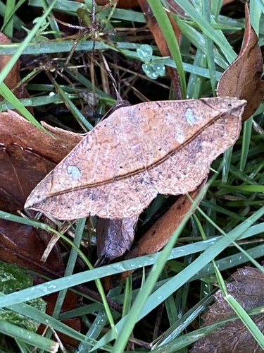 Variable Metallata Moth photo 5