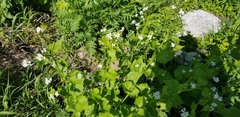 Alliaria petiolata
