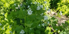Alliaria petiolata