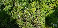 Myosotis
