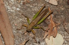 Bermius brachycerus