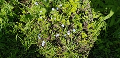 Myosotis