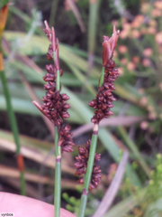 Elegia hookeriana