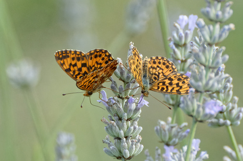 Weaver's Fritillary photo 6