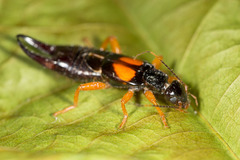 Carcinophora americana