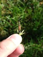 Leptopterna dolabrata