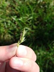 Leptopterna dolabrata